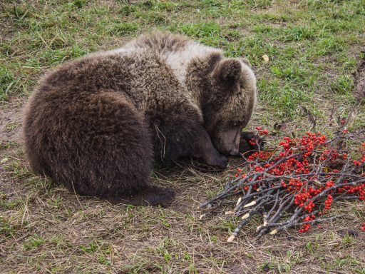 В Хабаровском крае спасают крошечного гималайского медвежонка-сироту