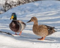 На пруду в Туле самый маленький селезень России стал ухаживать за кряквой