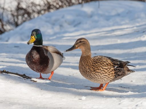 На пруду в Туле самый маленький селезень России стал ухаживать за кряквой