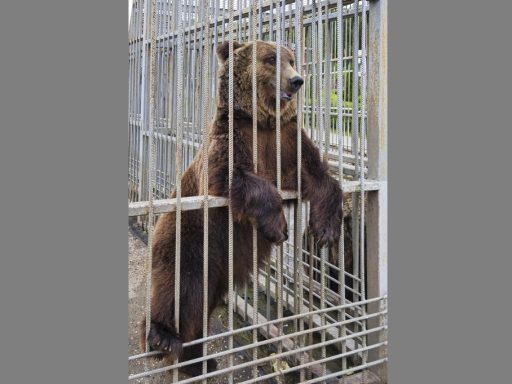 В Иркутске живодеры вырвали у медвежонка зубы и бросили в тайге