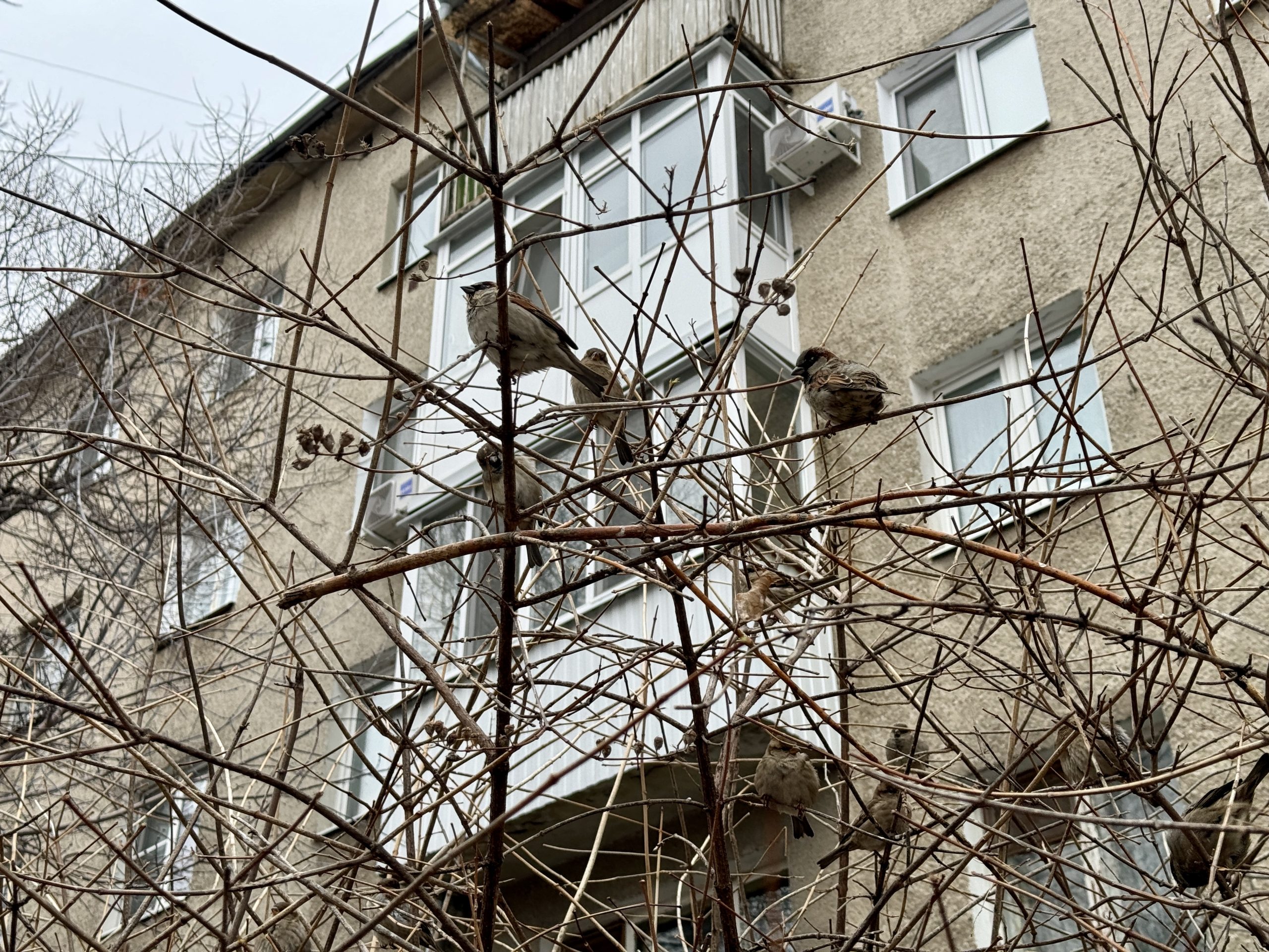 В Орске выпавшая с пятого этажа женщина отряхнулась и пошла домой