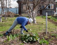 дача, обработка кустов