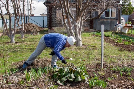 дача, обработка кустов