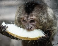 В Колумбии редкая обезьянка-сирота воспитывается плюшевым слоном