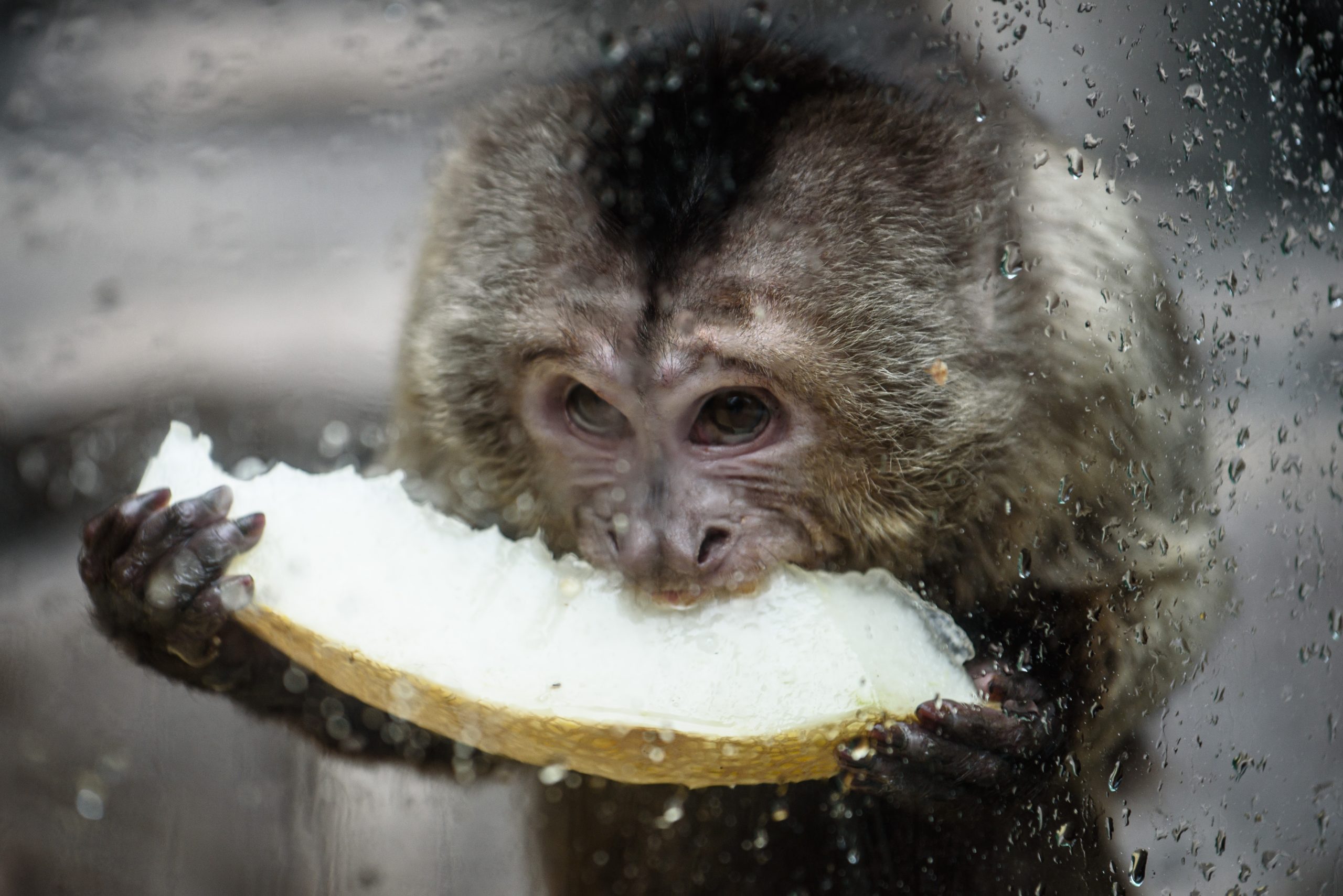 В Колумбии редкая обезьянка-сирота воспитывается плюшевым слоном