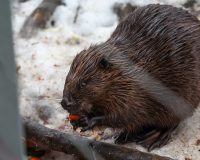 В Петербурге подгрызенное бобром дерево в элитном ЖК рухнуло на парковку