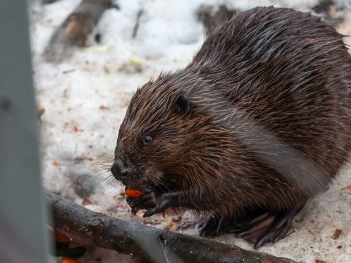 В Петербурге подгрызенное бобром дерево в элитном ЖК рухнуло на парковку