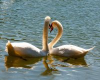 Животновод спас вмерзшую в лед на озере лебединую пару