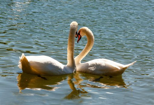 Животновод спас вмерзшую в лед на озере лебединую пару