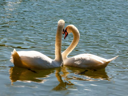 Животновод спас вмерзшую в лед на озере лебединую пару