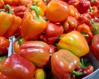 Болгарский перец