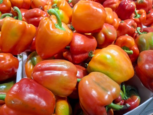 Болгарский перец