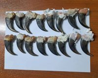 Российские таможенники нашли у иностранного туриста 16 когтей медведя