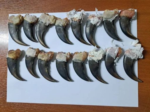 Российские таможенники нашли у иностранного туриста 16 когтей медведя