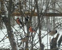 Почему снегирей не видно летом и появляются они только зимой