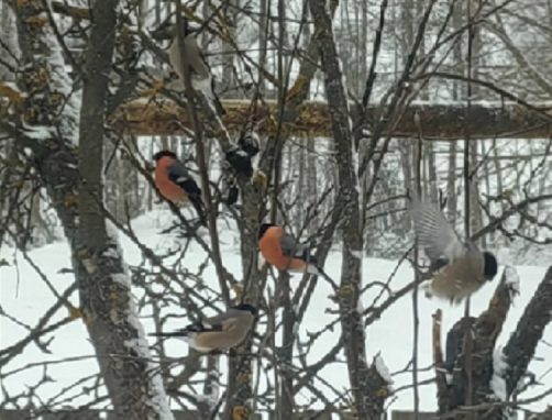 Почему снегирей не видно летом и появляются они только зимой