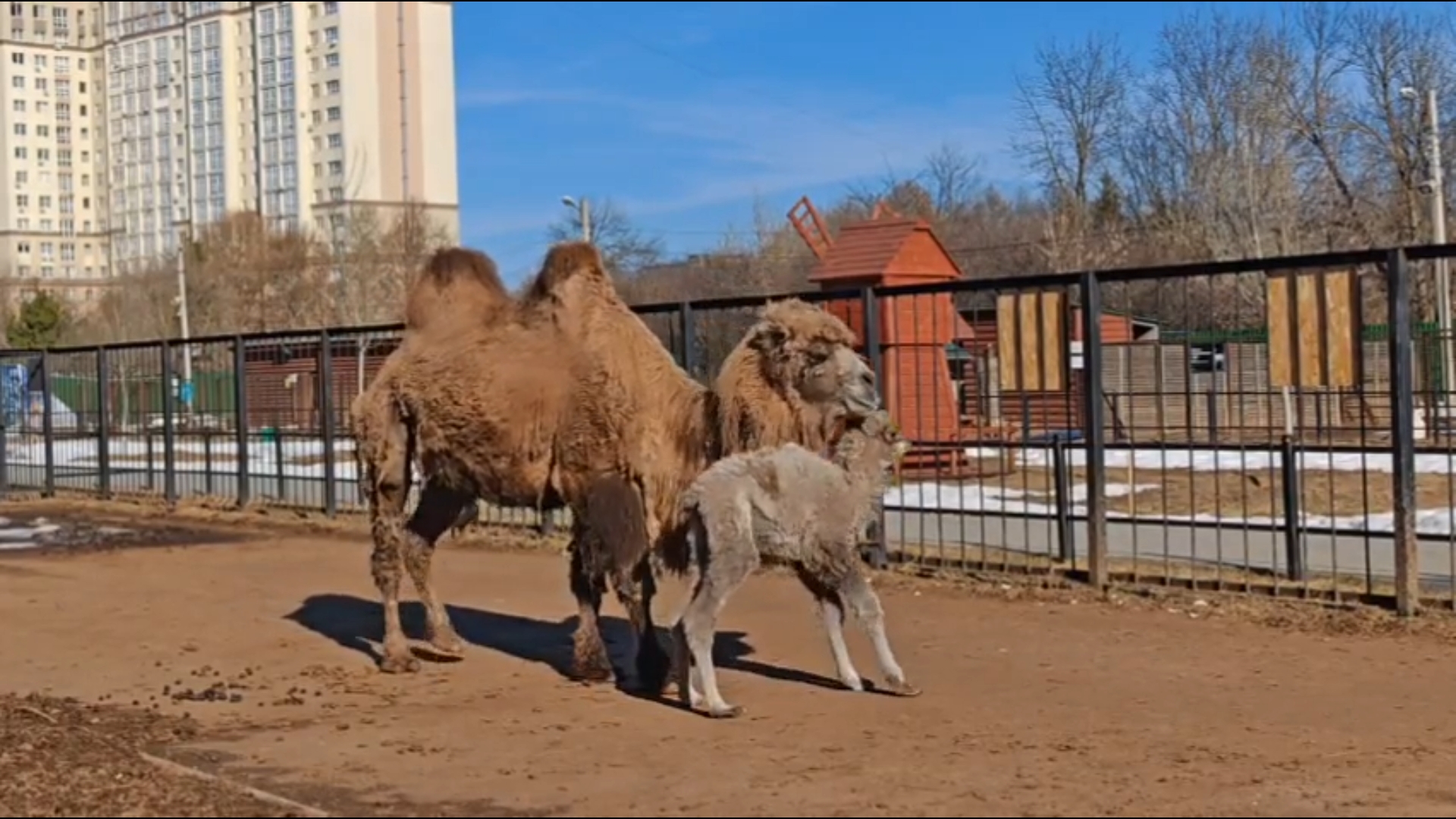 В ивановском зоопарке родился мальчик-верблюжонок