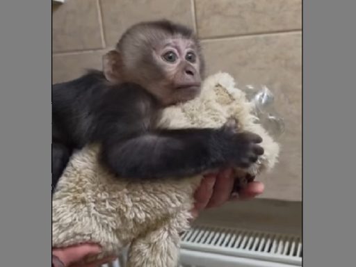 В Петербурге повторилась история обезьянки Панчо, за которой следил весь мир