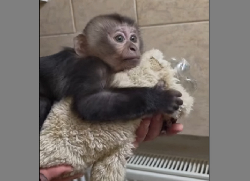 В Петербурге повторилась история обезьянки Панчо, за которой следил весь мир