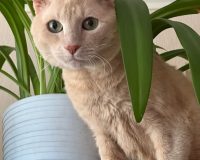 Что делать, если завели кота, а у ребёнка развилась аллергия?