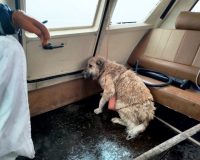 В Кинешме из Волги спасли двух тонущих собак