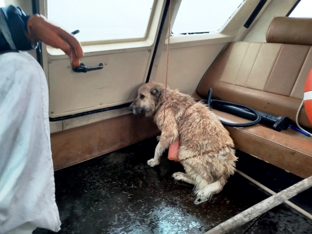 В Кинешме из Волги спасли двух тонущих собак