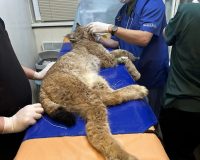 Рысь из Пестяков обследовали московские ветеринары