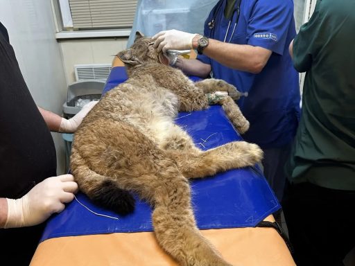 Рысь из Пестяков обследовали московские ветеринары