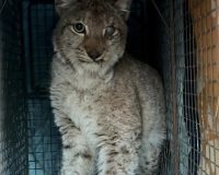 В Пестяках спасли рысь, которая бродила по поселку с детенышами