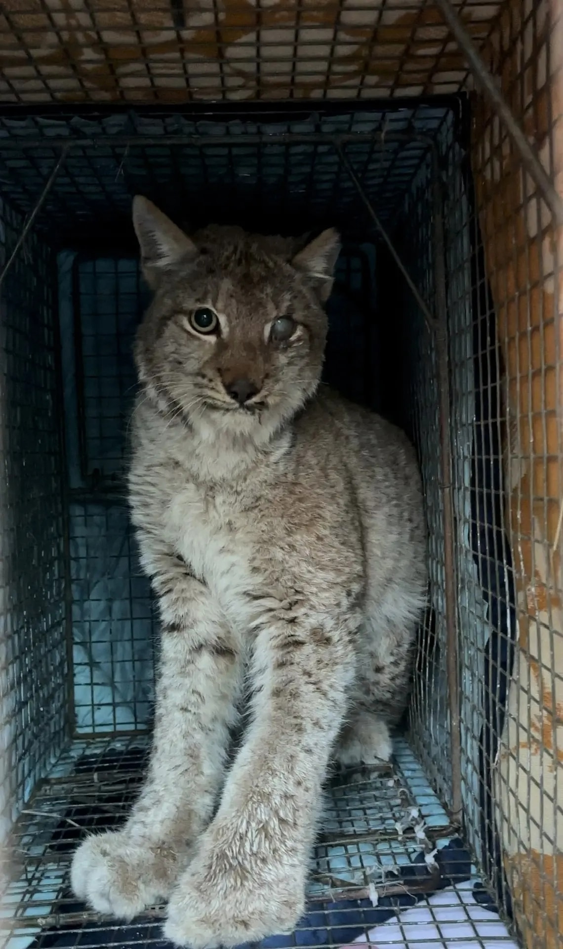 В Пестяках спасли рысь, которая бродила по поселку с детенышами