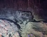 четыре человека пострадали из-за косули