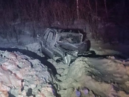 четыре человека пострадали из-за косули