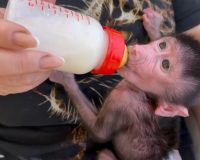 В парке «Тайган» обезьяны Ромео и Джульетта отказались растить своего малыша