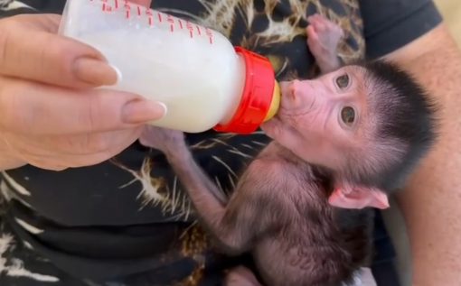 В парке «Тайган» обезьяны Ромео и Джульетта отказались растить своего малыша