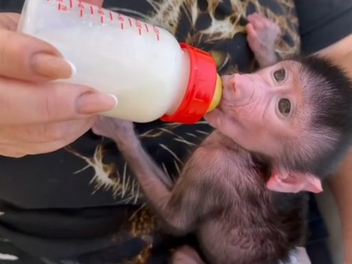 В парке «Тайган» обезьяны Ромео и Джульетта отказались растить своего малыша