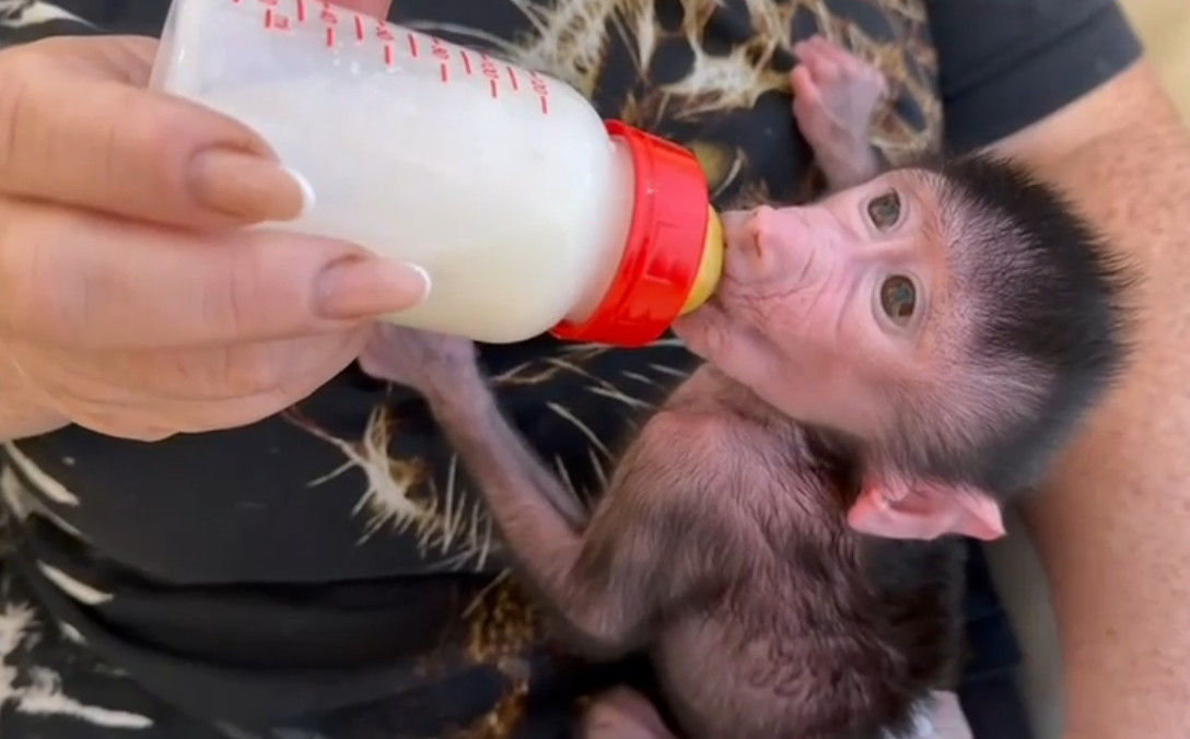 В парке «Тайган» обезьяны Ромео и Джульетта отказались растить своего малыша