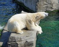 в белого медведя запустили палкой колбасы