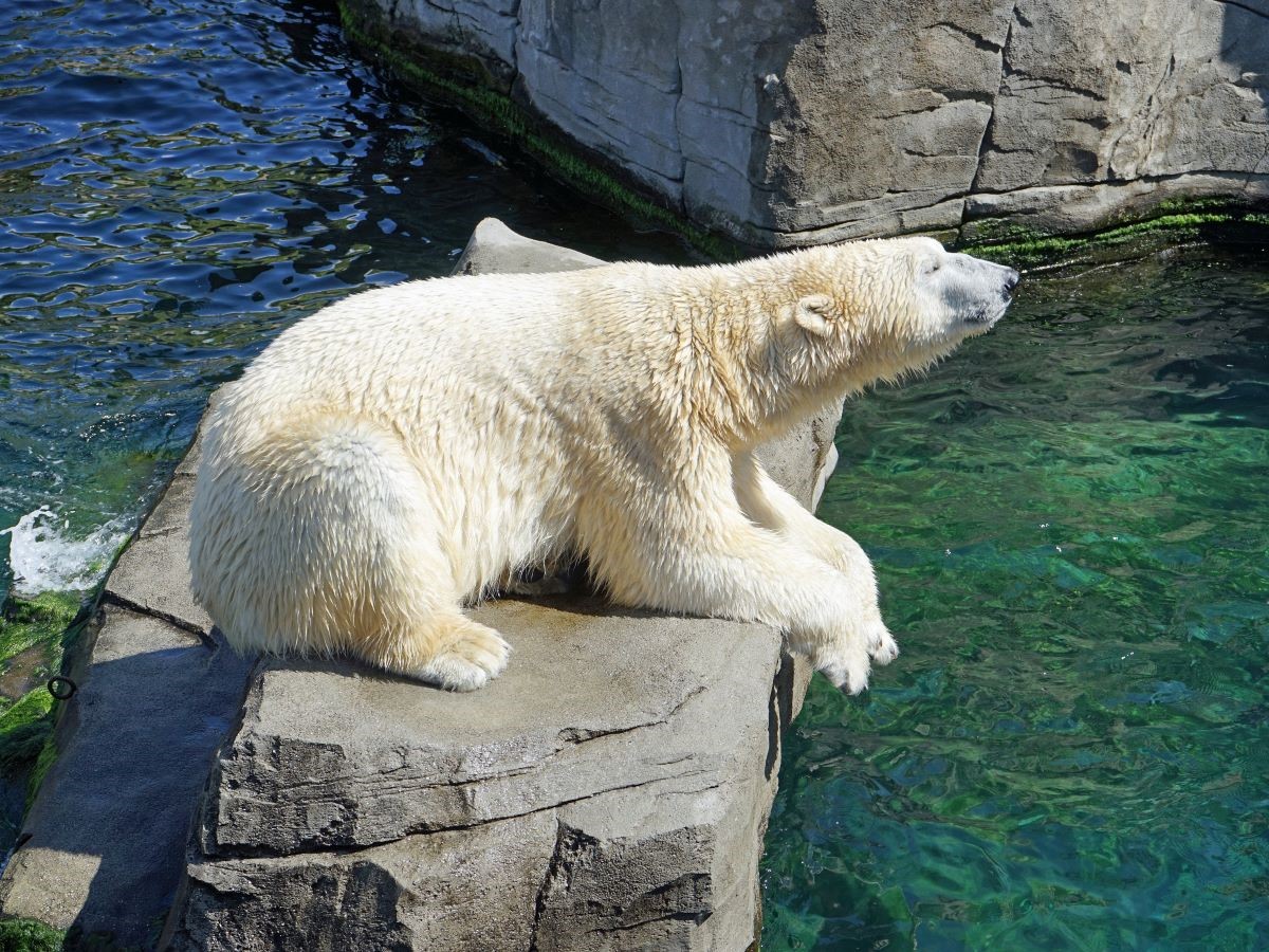 в белого медведя запустили палкой колбасы