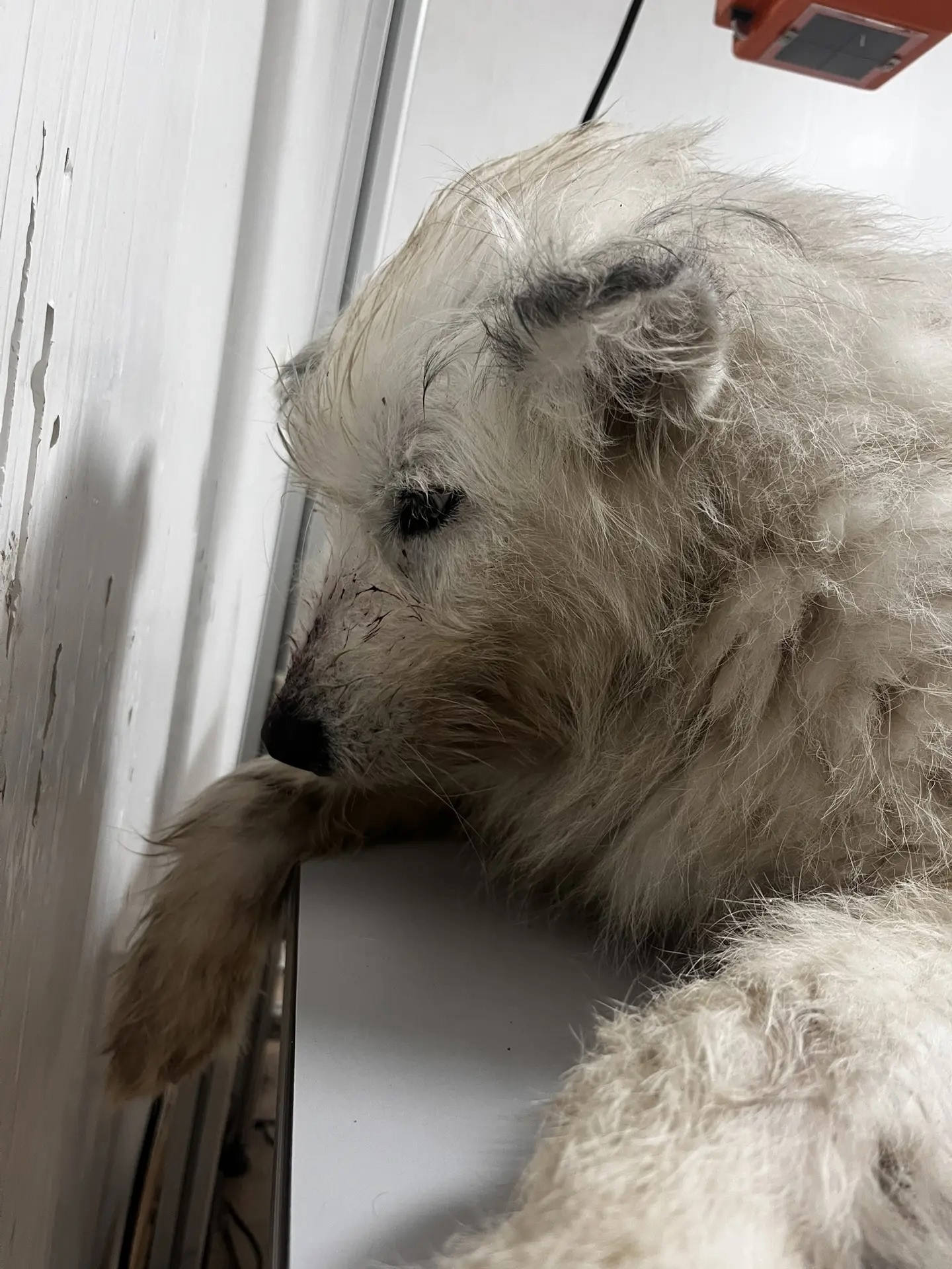 На трассе Иваново — Ярославль сотрудники ДПС спасли сбитую собаку