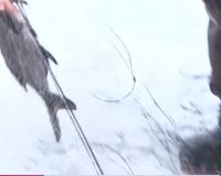 В Новгородской области запретили рыбалку с использованием жерлиц?