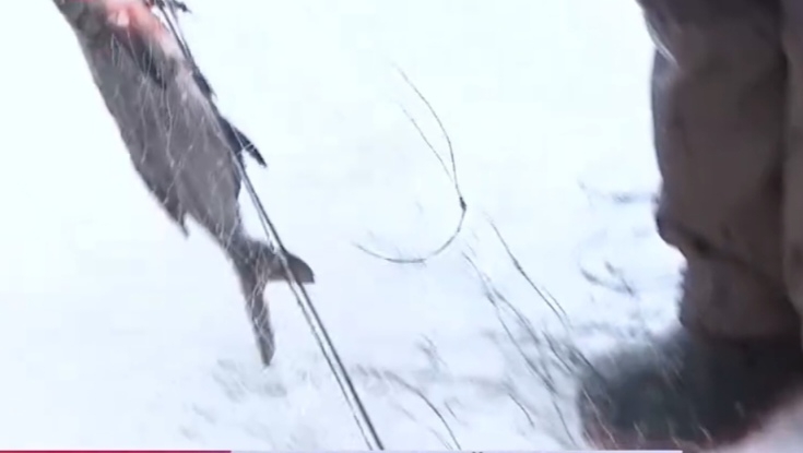 В Новгородской области запретили рыбалку с использованием жерлиц?