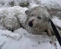 На трассе Иваново — Ярославль сотрудники ДПС спасли сбитую собаку