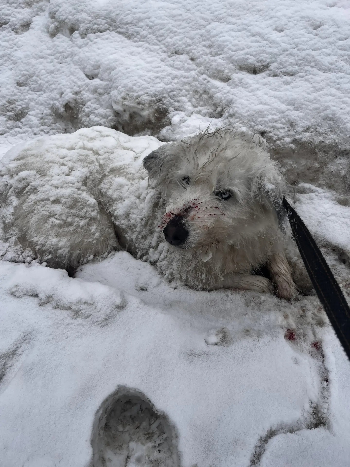 На трассе Иваново — Ярославль сотрудники ДПС спасли сбитую собаку