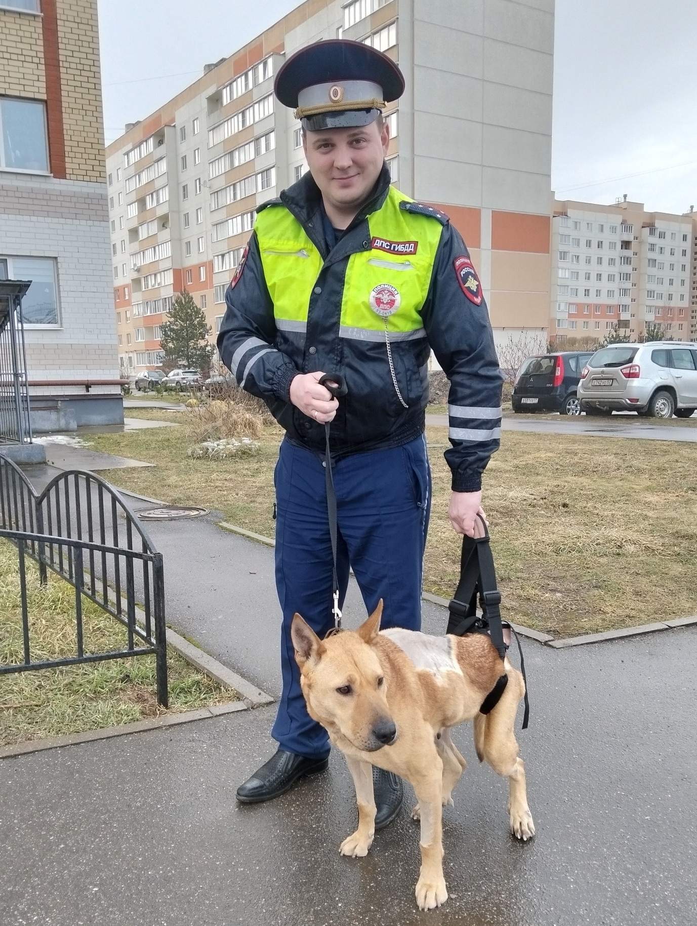 Сотрудники новгородской ДПС вычислили водителя, сбившего собаку на трассе