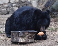 В Приморье нашли в коробке двух маленьких гималайских медвежат