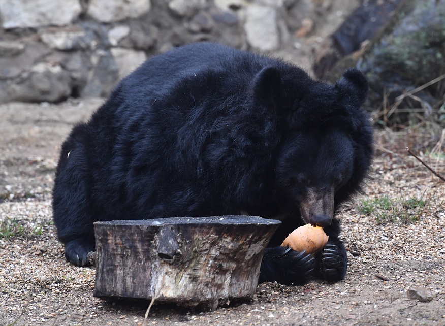 В Приморье нашли в коробке двух маленьких гималайских медвежат