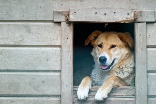 Собака, будка