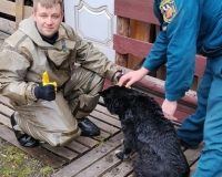 Спасатели вытащили собаку из затопленного погреба в Иванове