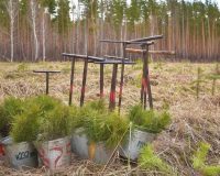 В Пензенской области лесоводы высадят более 2,3 млн молодых деревьев