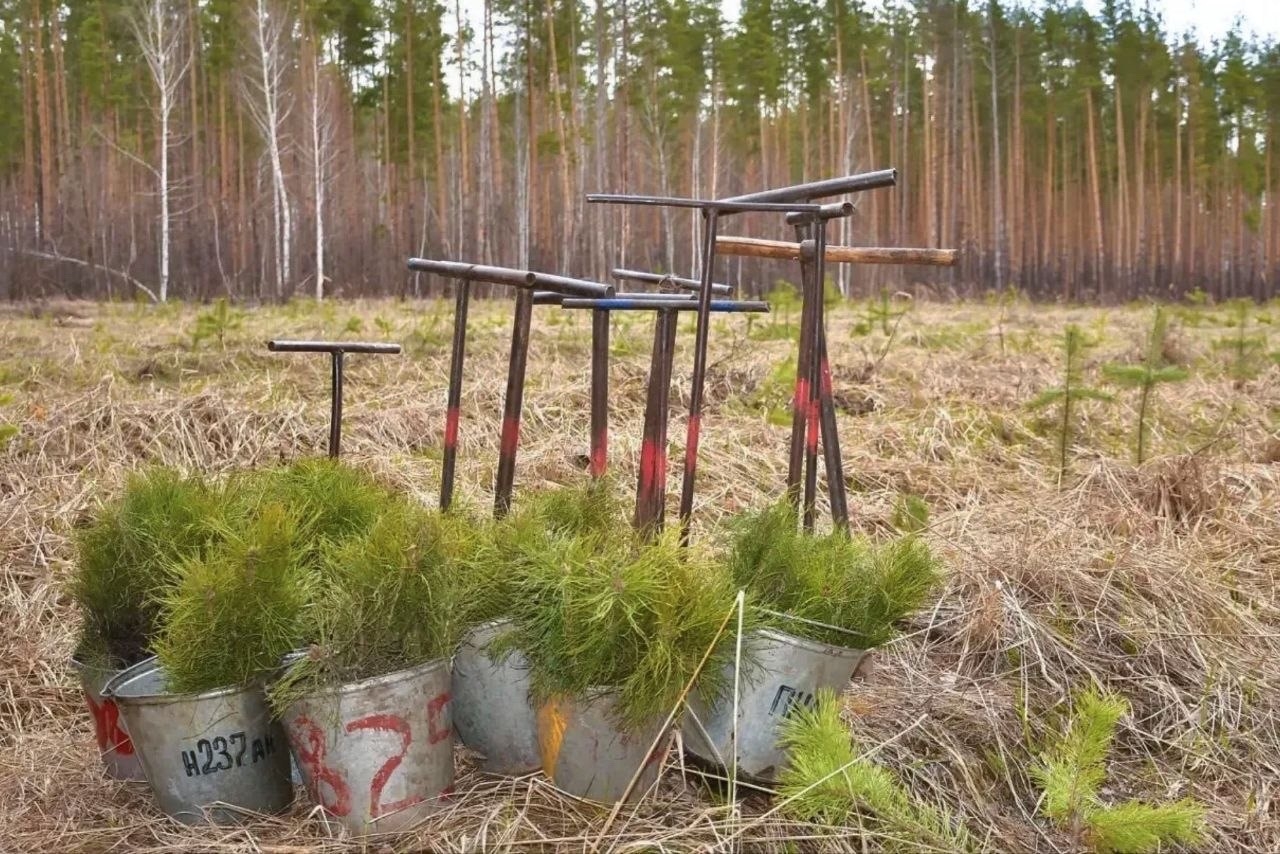 В Пензенской области лесоводы высадят более 2,3 млн молодых деревьев